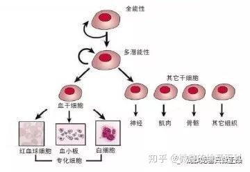 广西轻工业出版社出版《健康孕育与供卵试管婴儿指南》，拥抱三孩，赞美生命，收获幸福