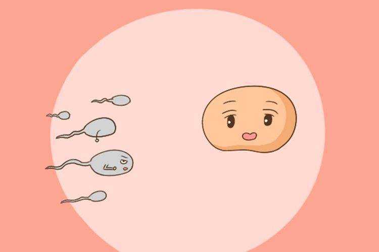 供卵试管婴儿期间感冒了该怎么办？