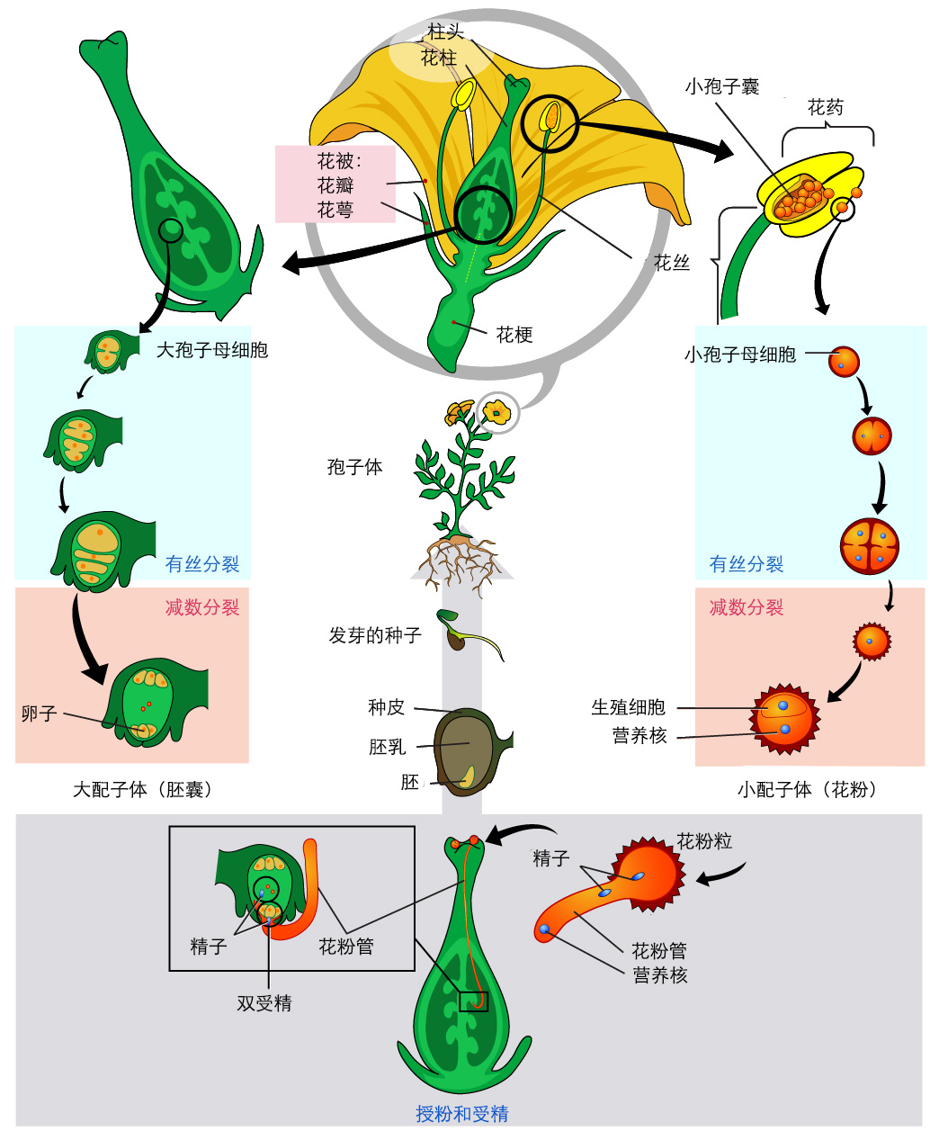 广西南宁供卵试管婴儿周期通过海产品补充需要注意什么