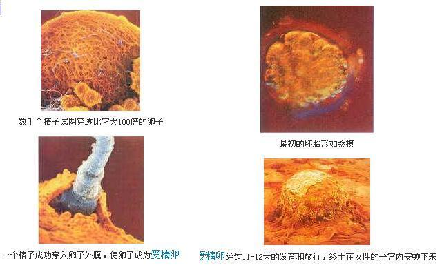 去广西做借卵做试管婴儿需要哪些证件？这四点可以了解清楚