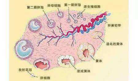 提高借卵赠卵试管自怀成功率的最有效方法是什么？怎样才能提高借卵代生试管自卵的成功率？