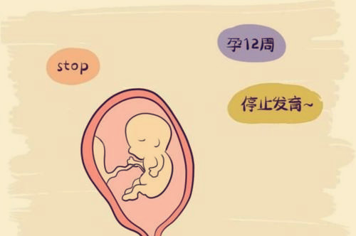 供卵试管婴儿的全部流程多长时间做完